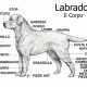 Standard Labrador Retriever: Il Labrador ideale